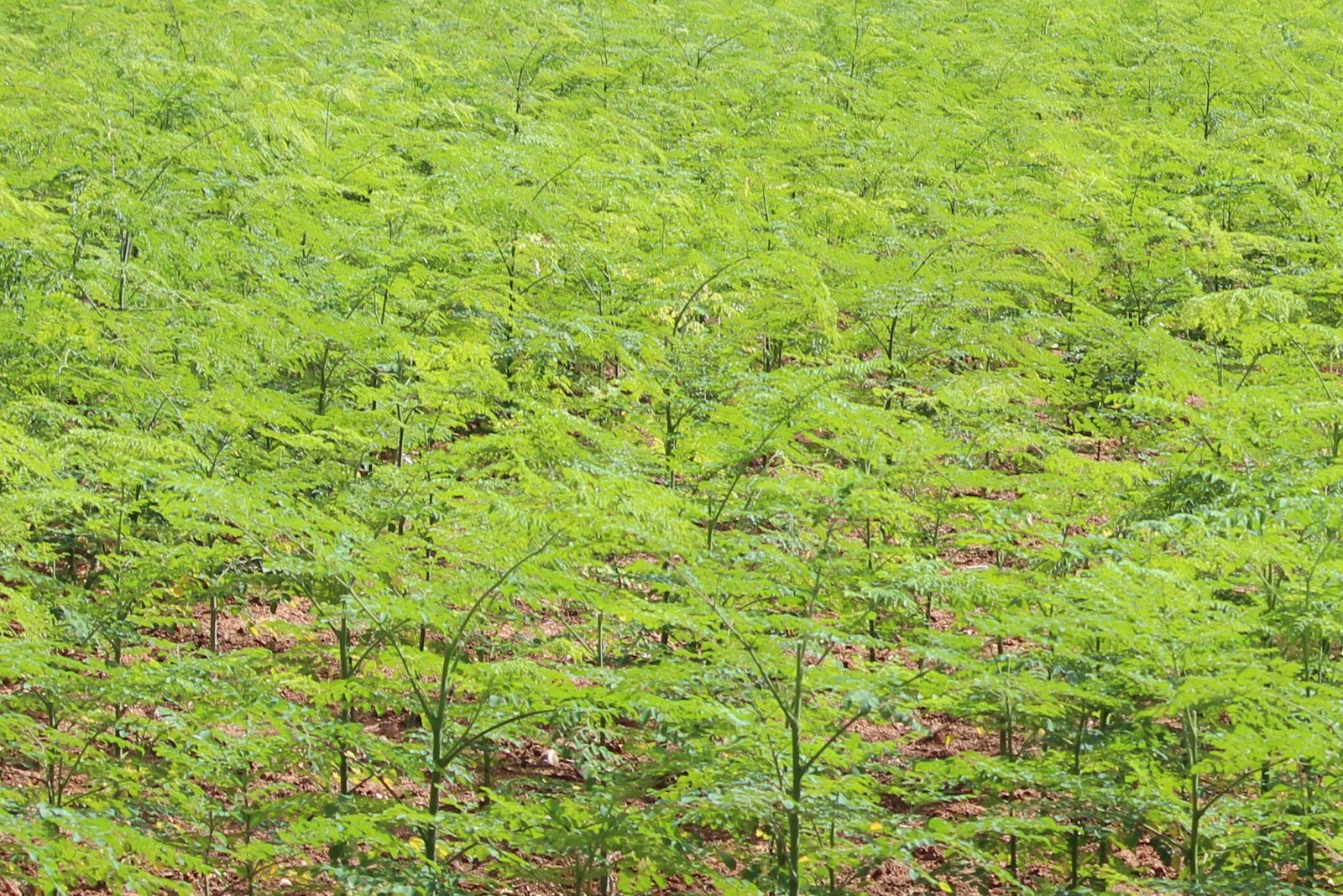 export quality moringa products