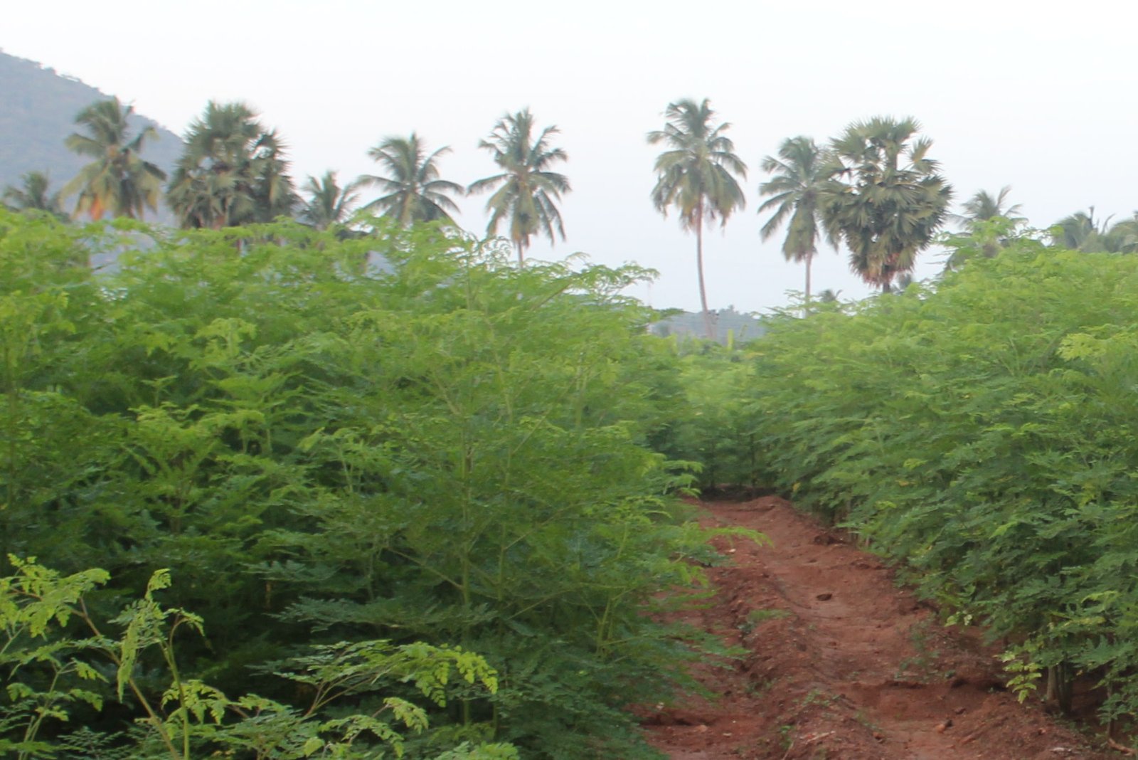 Our greeny largest organic moringa farm in the world