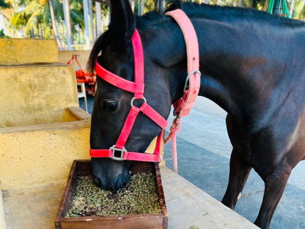 Oleifera pellets for Animal feed