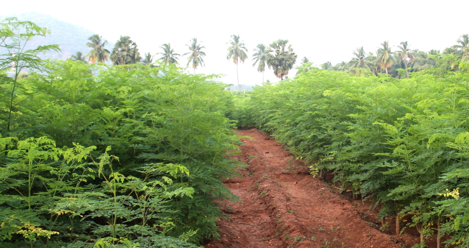 Moringa Farm using green manure