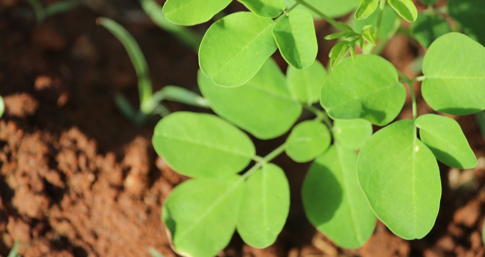 Moringa leaves grown under proper weather conditions in South India
